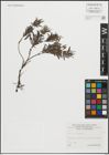 Foto von Salix repens L.
